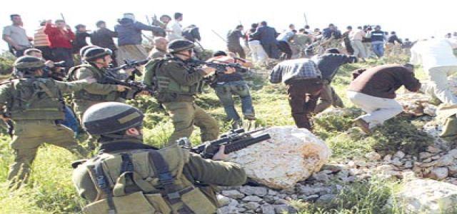 IOF shelling wounds 3 Palestinian farmers