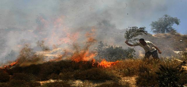 Jewish settlers burn olive trees in Nablus